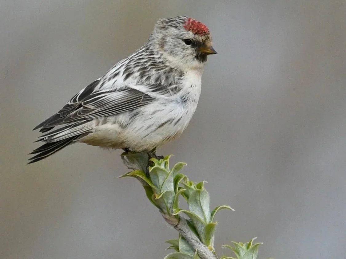 Hoary Redpoll