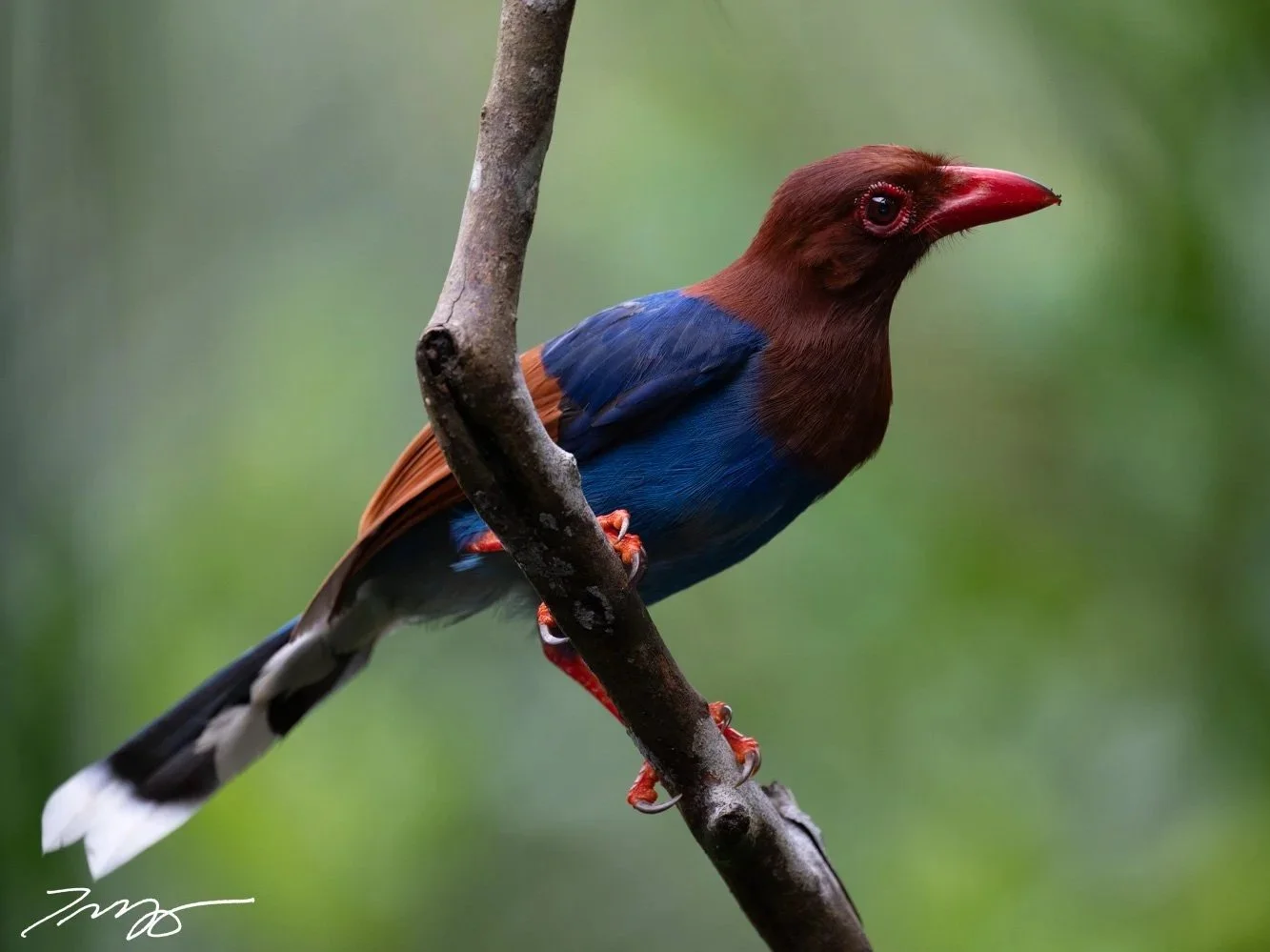 Sri Lanka Blue-Magpie