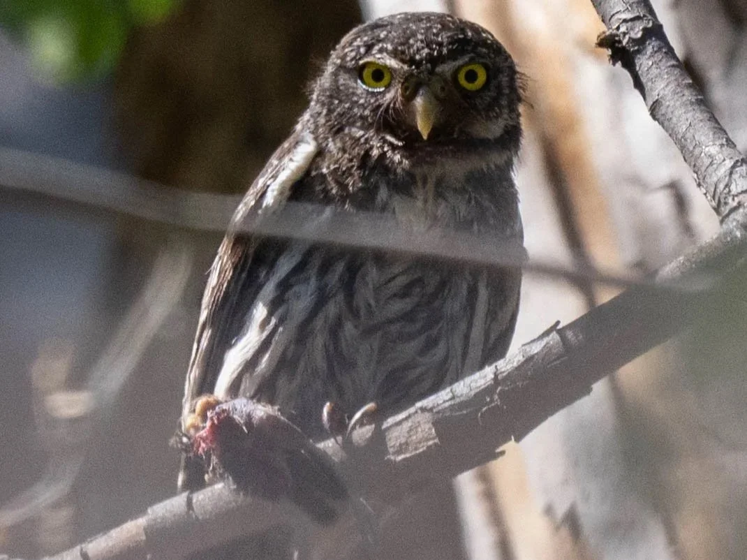 Northern Pygmy-Owl