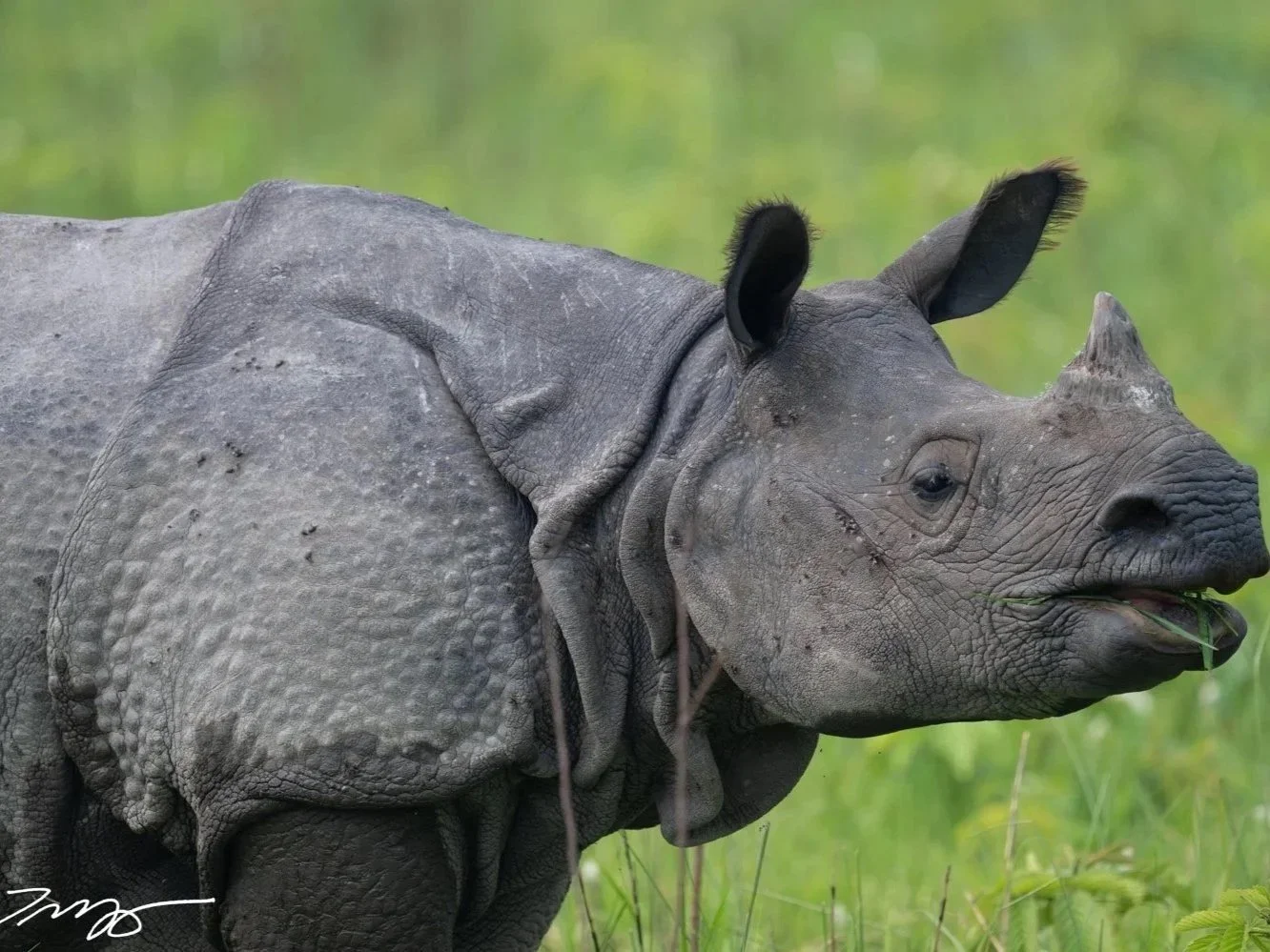 One-horned Rhino