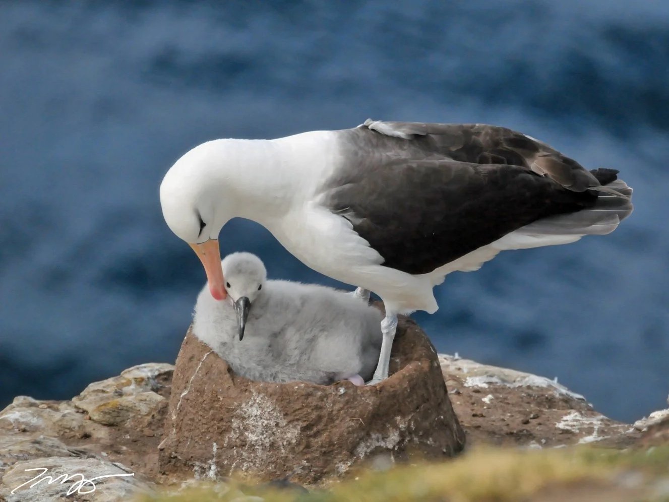 Black-browed Albatross
