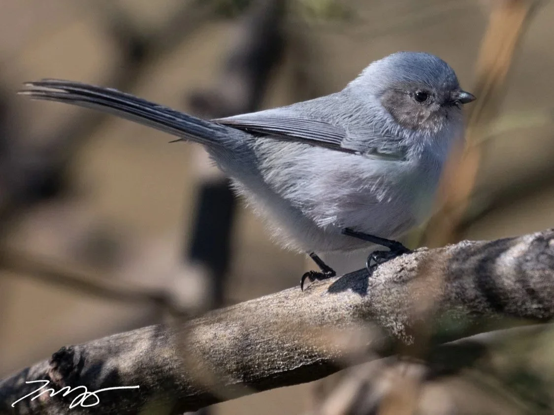 Bushtit