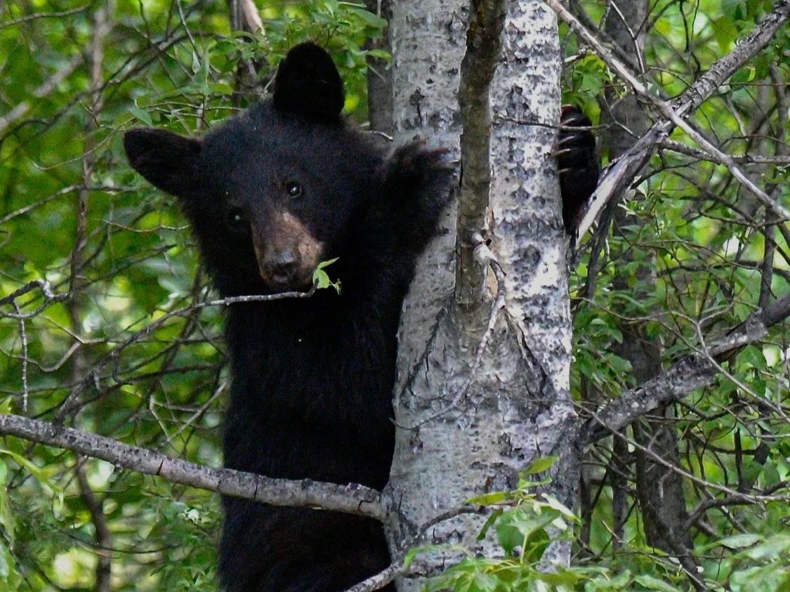 American Black Bear