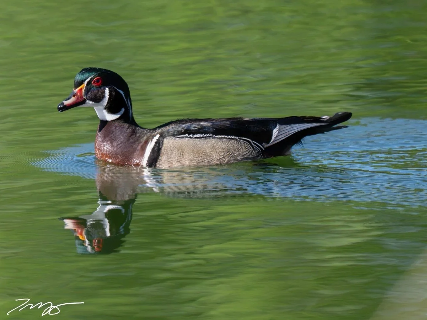 Wood Duck