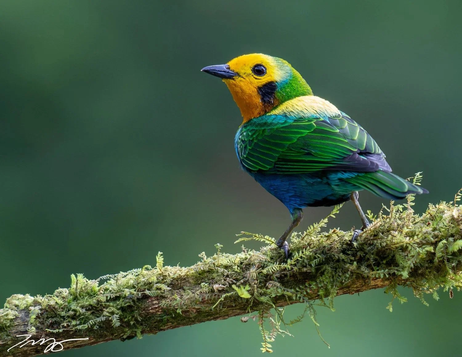 Multicolored Tanager