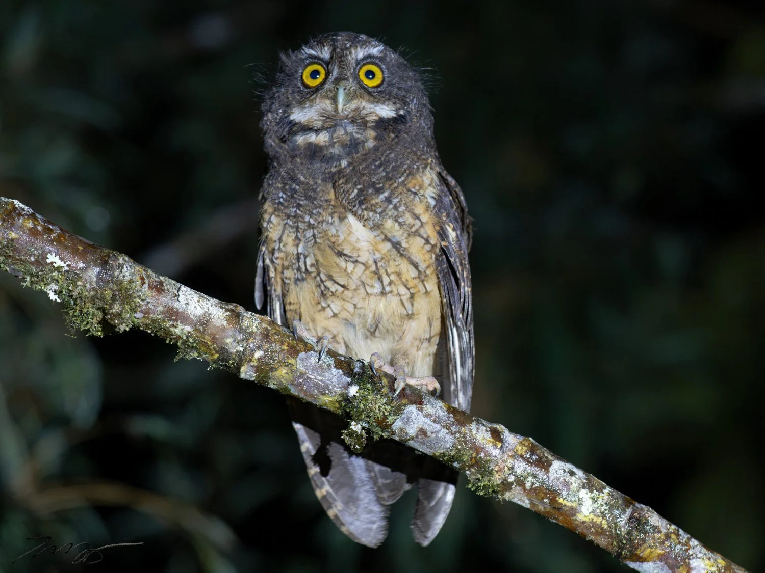 White-throated Screech-Owl