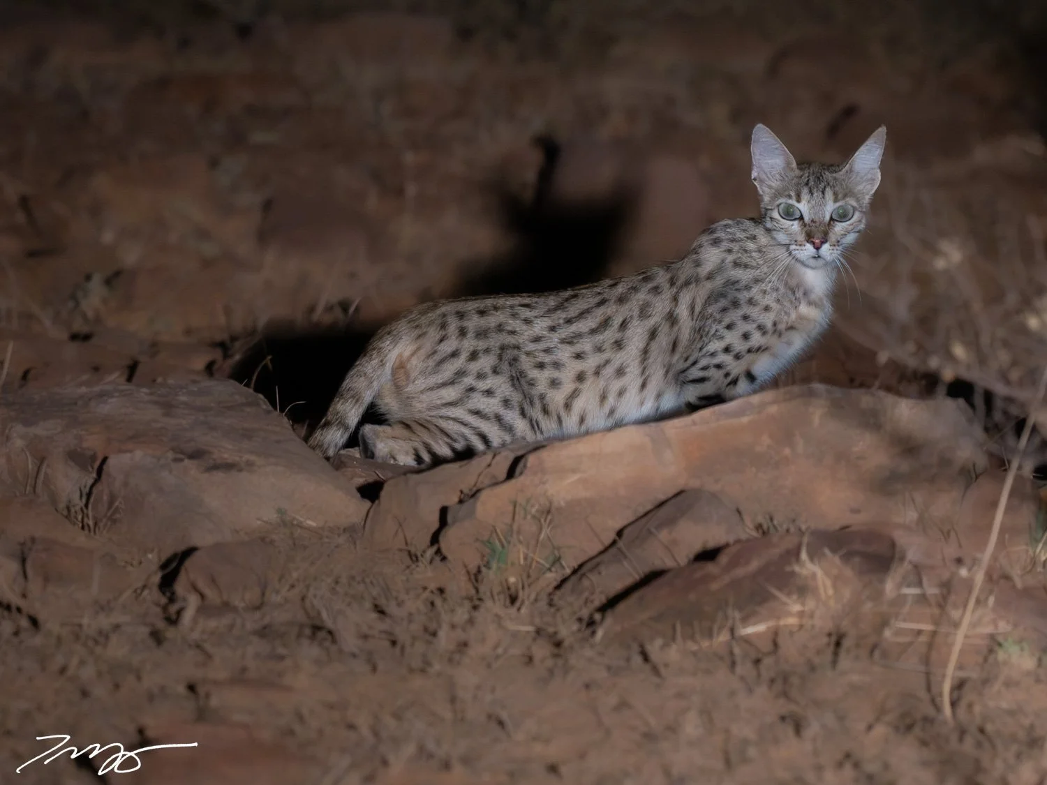 Desert Cat