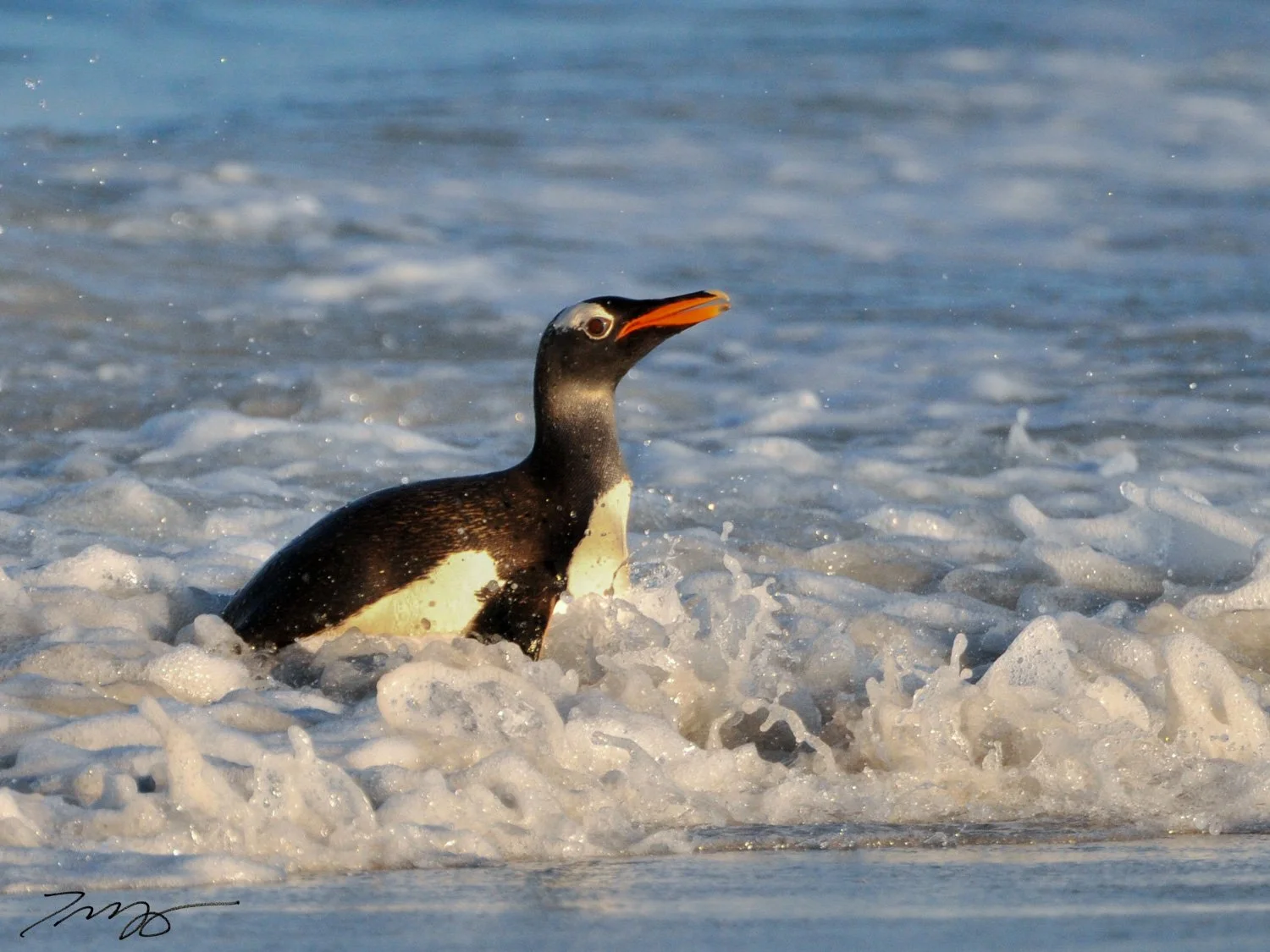 Gentoo Penguin