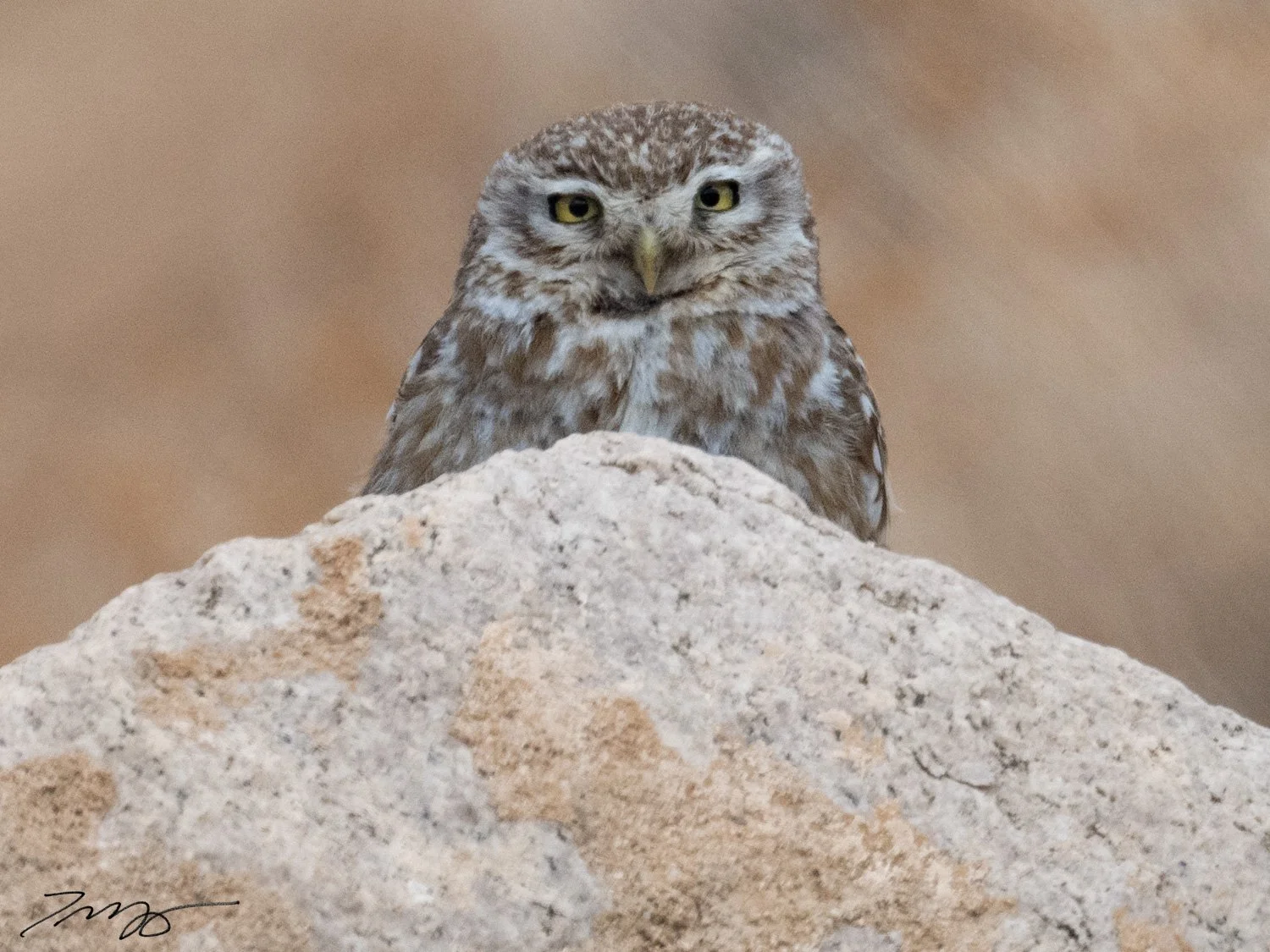 Small brown and white owl perched on a large beige rock with a neutral background.