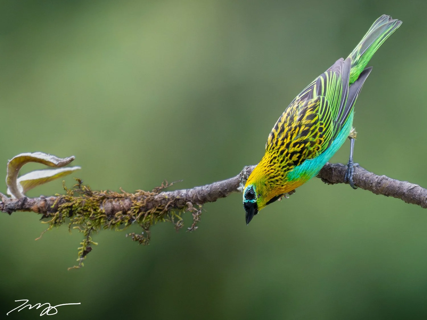 Brassy-breasted Tanager