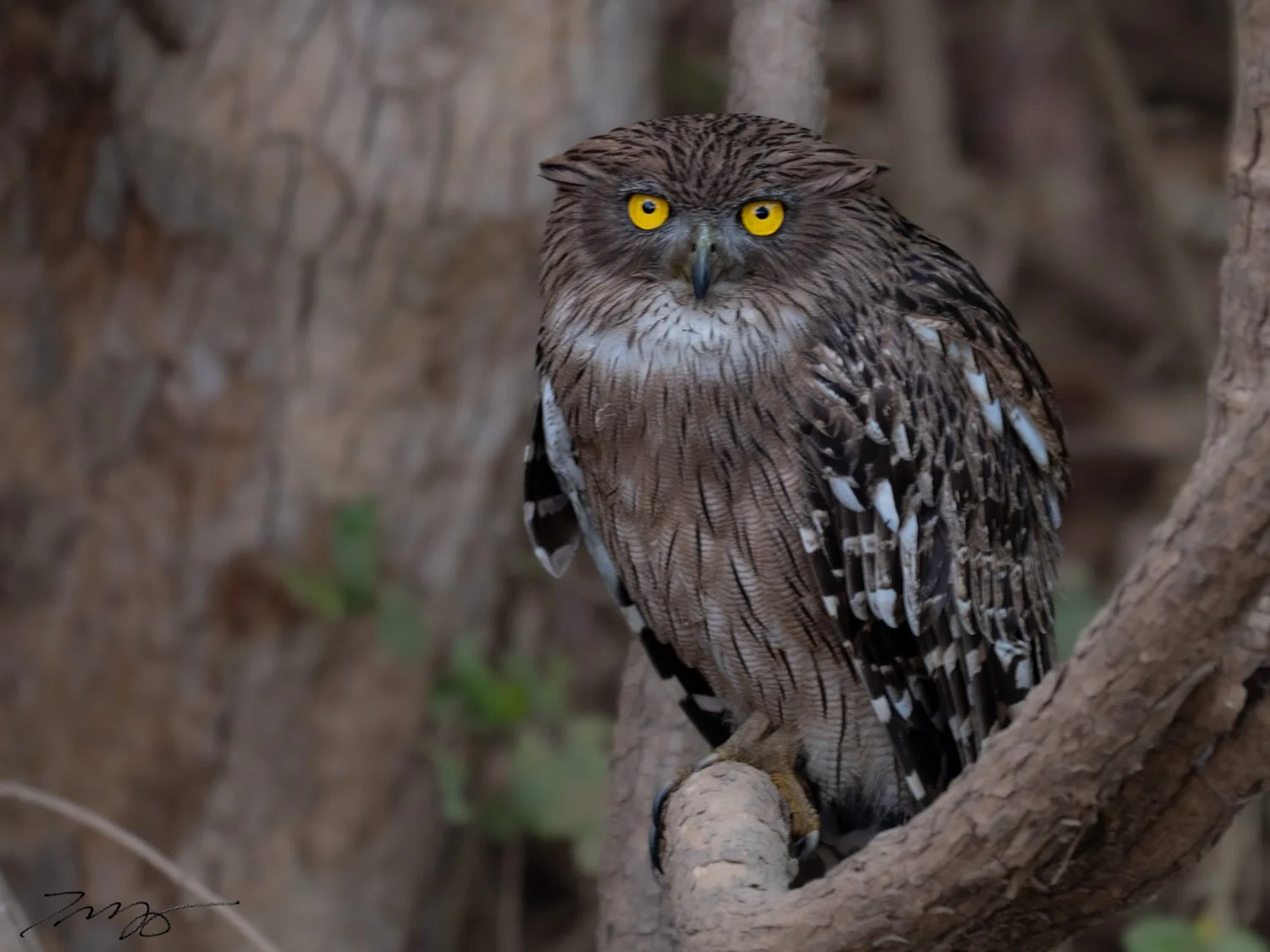 Brown Fish-Owl