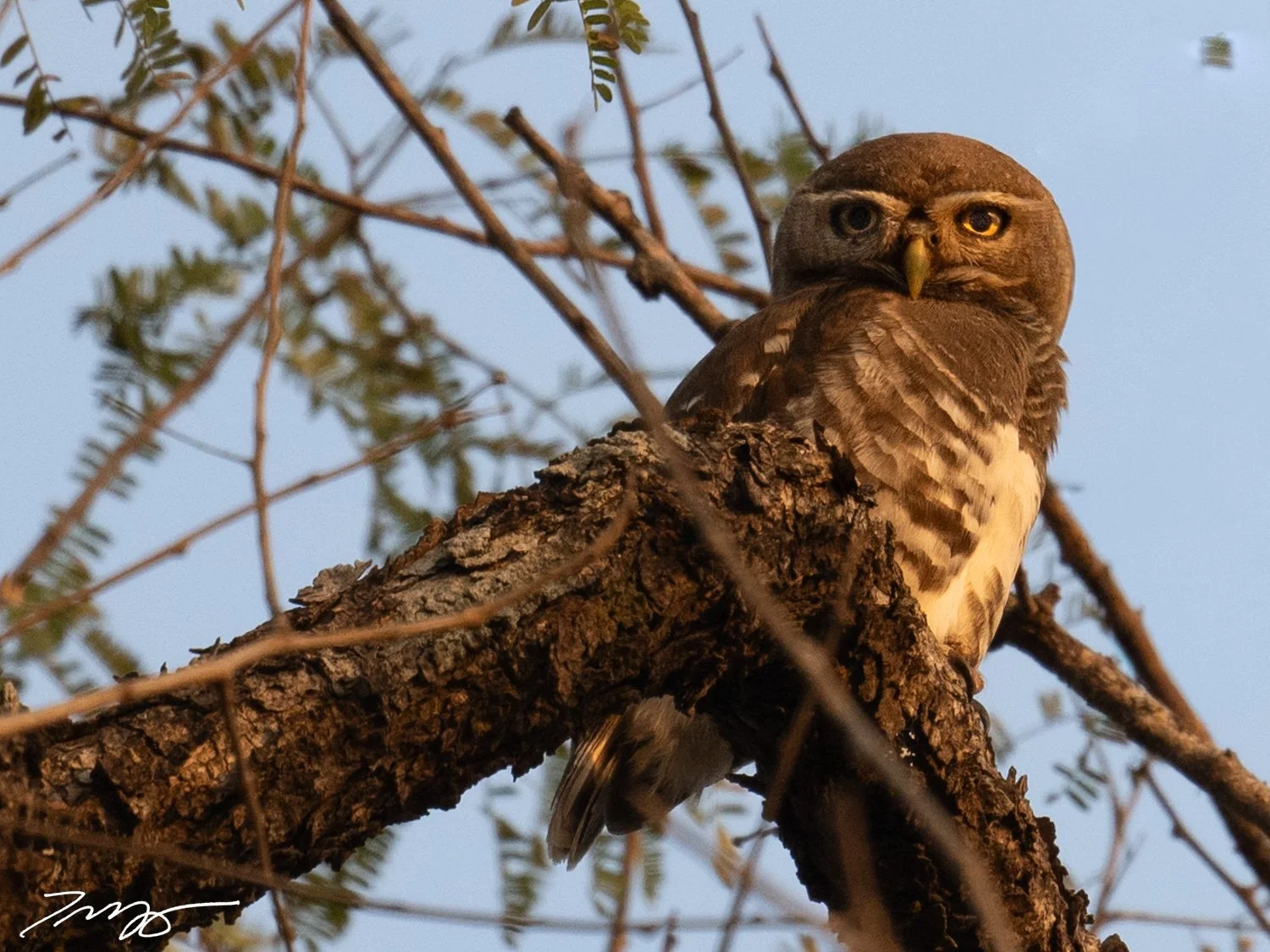 Forest Owlet
