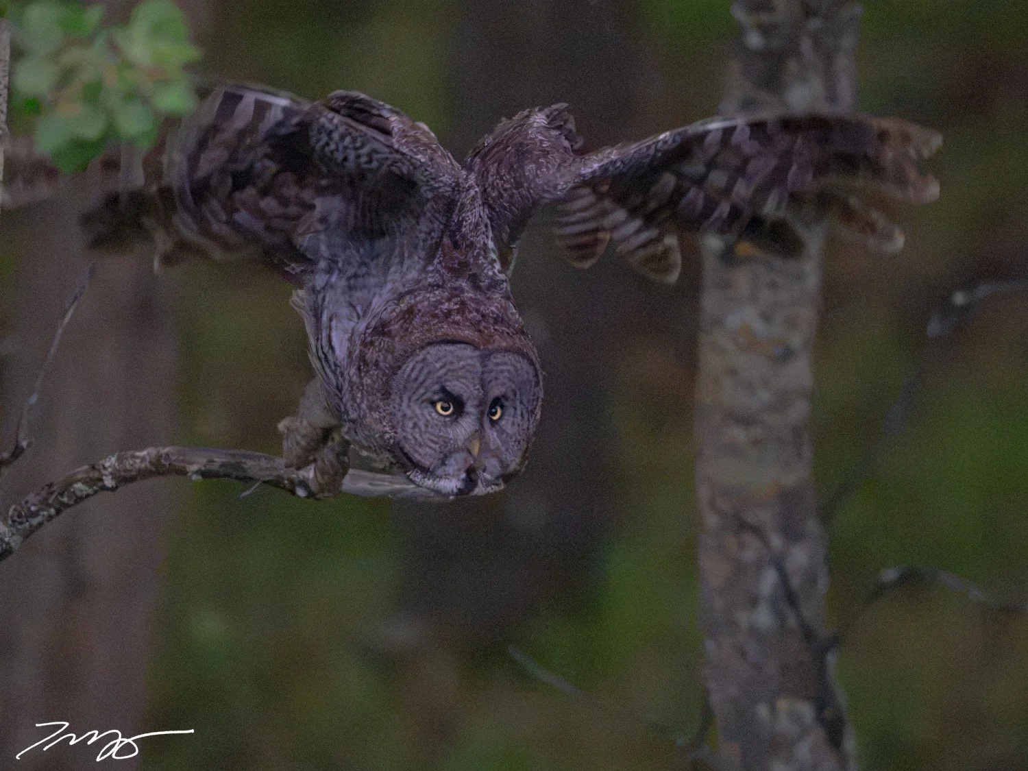 Great Gray Owl