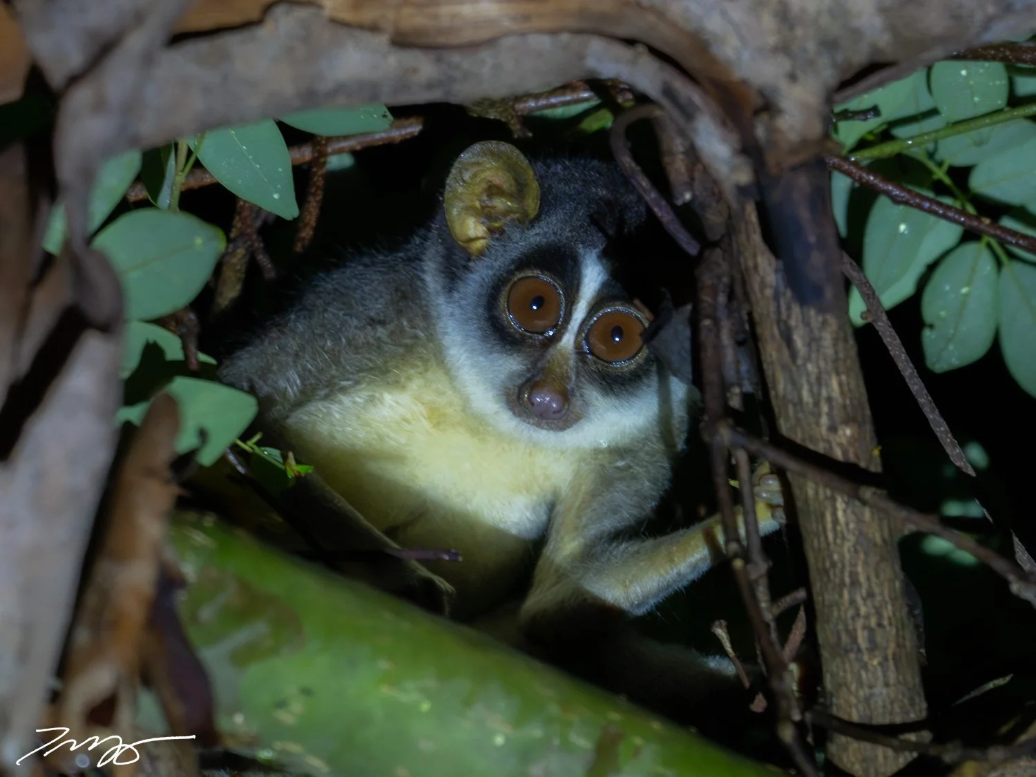 Gray Slender Loris