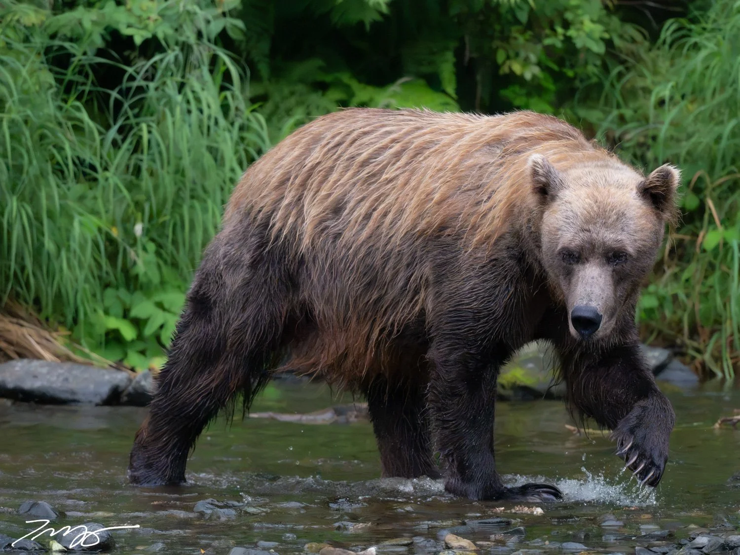 Grizzly Bear