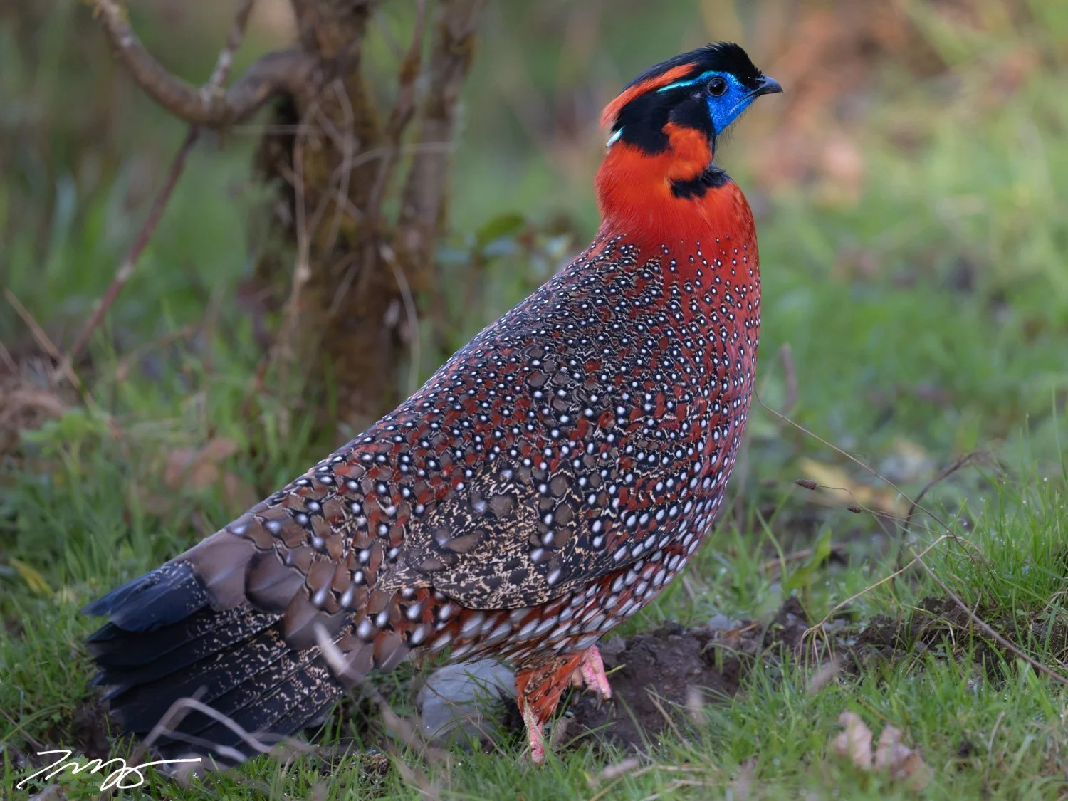 Temminck's Tragopan