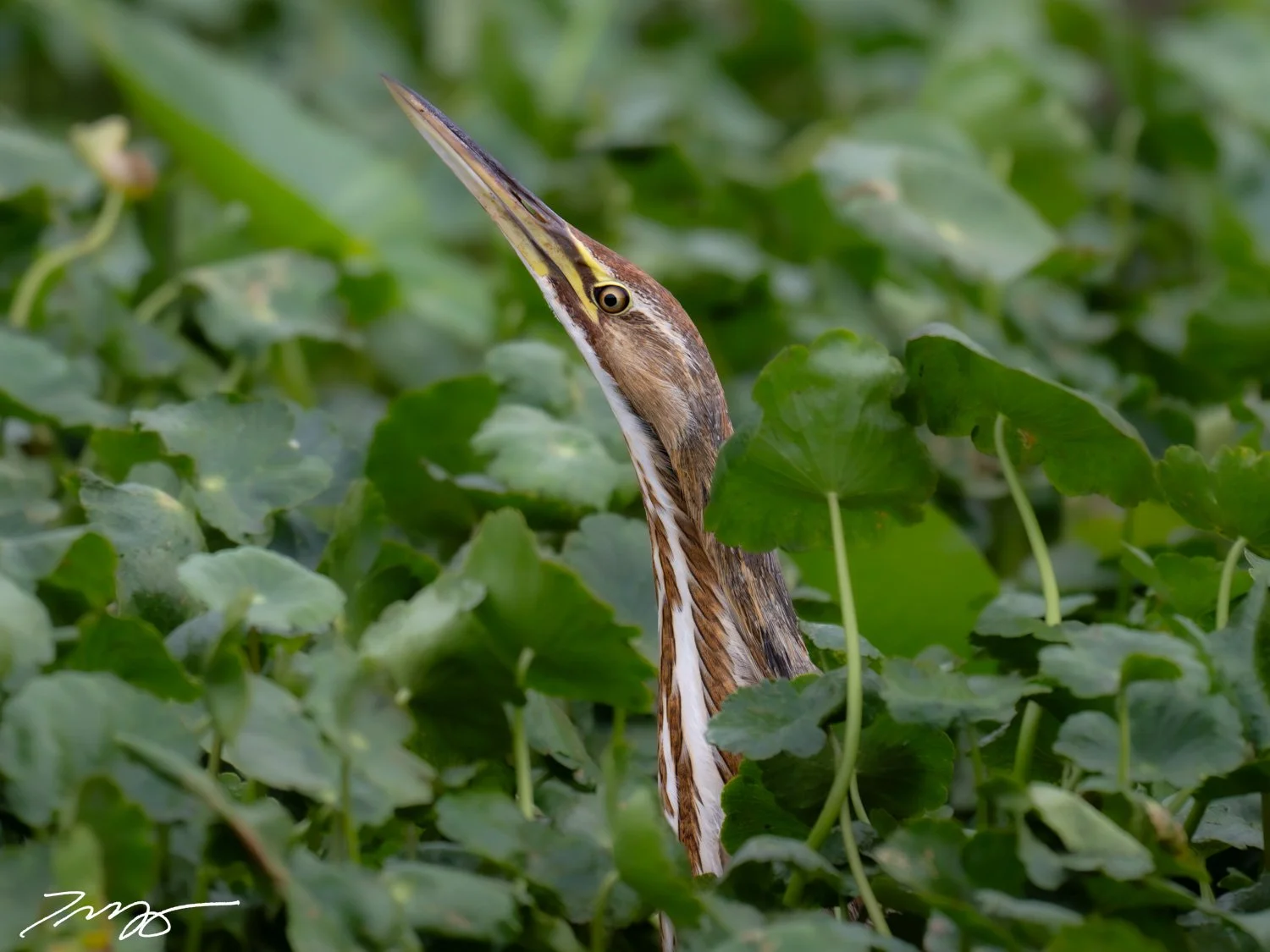 American Bittern
