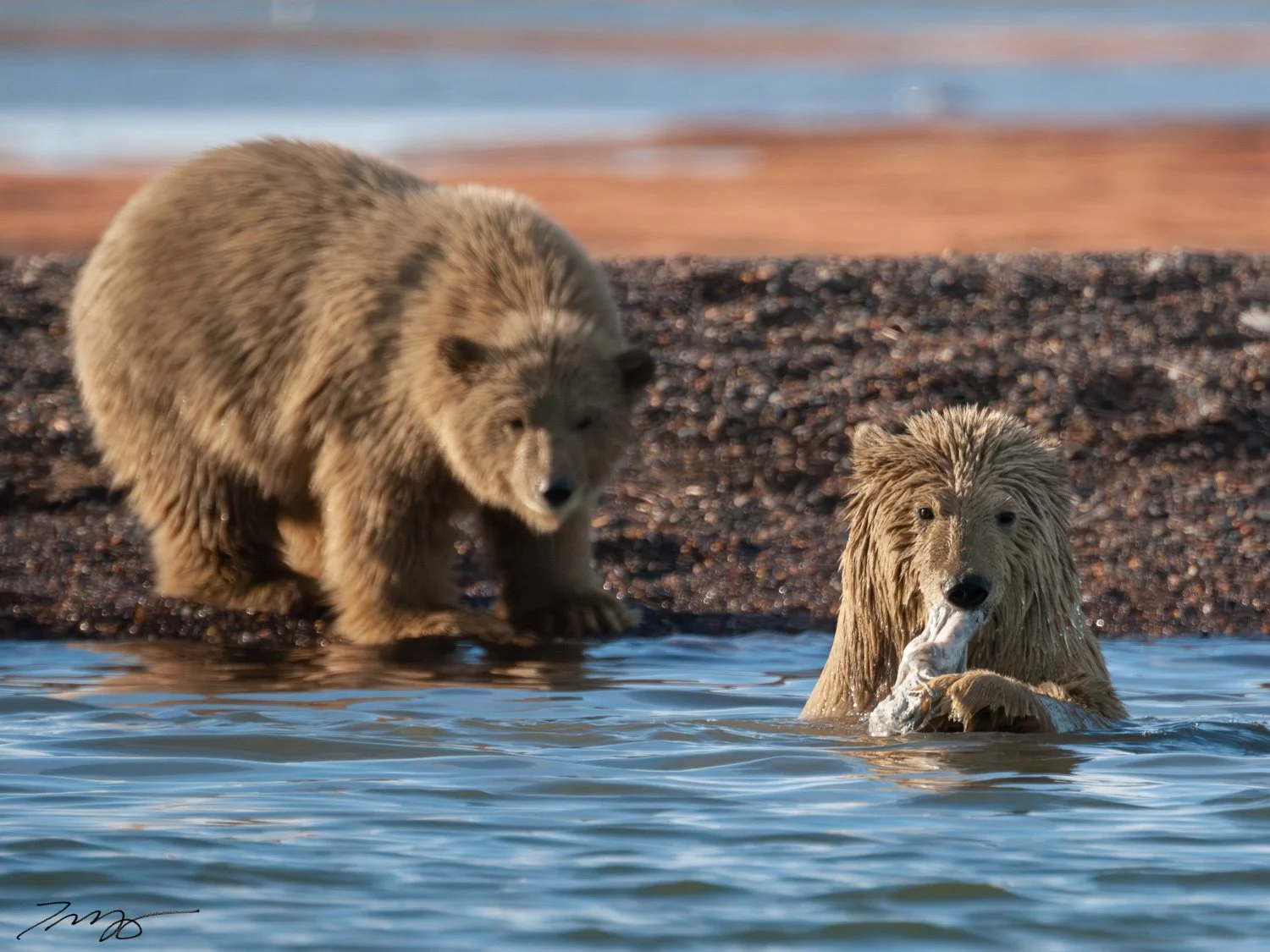 Polar Bears