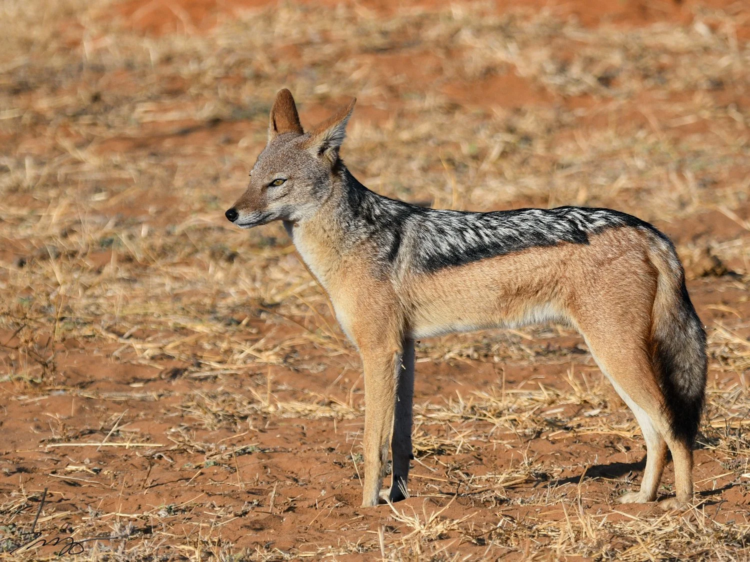 Black-backed Jackal