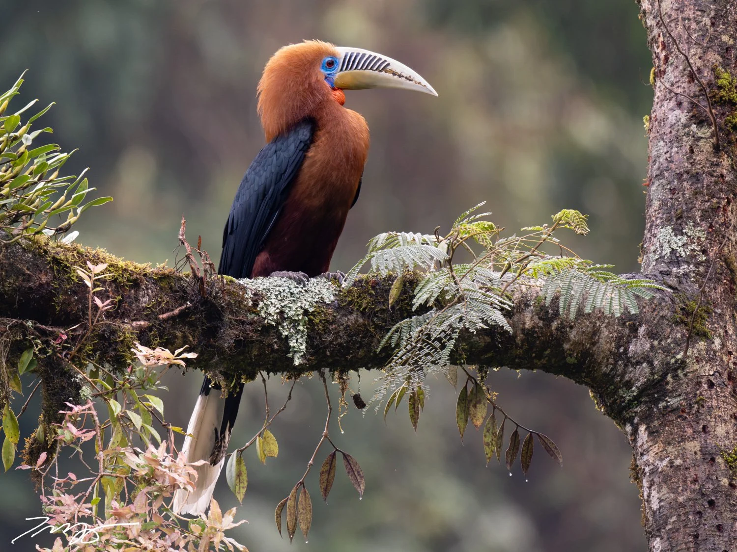 Rufous-necked Hornbill