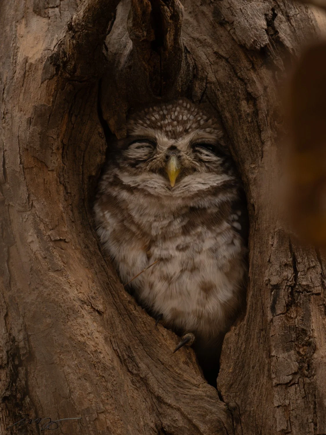 Spotted Owlet