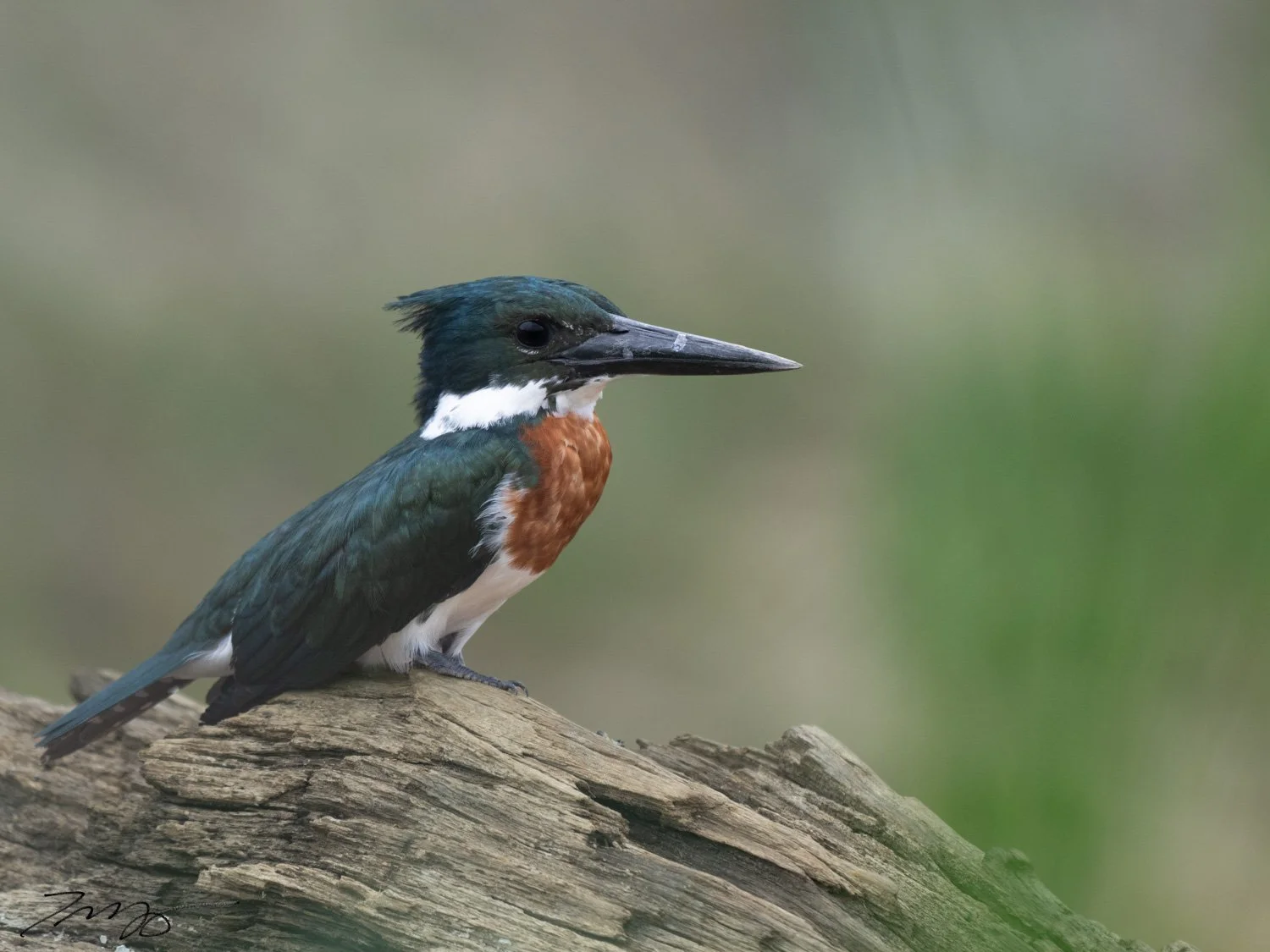 Amazon Kingfisher