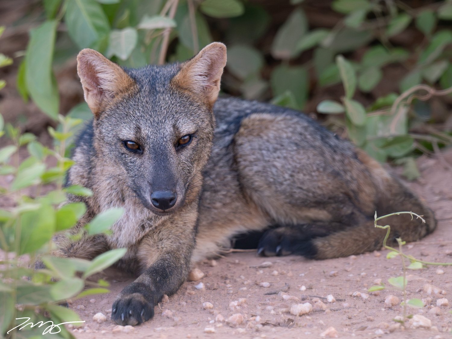 Crab-eating Fox