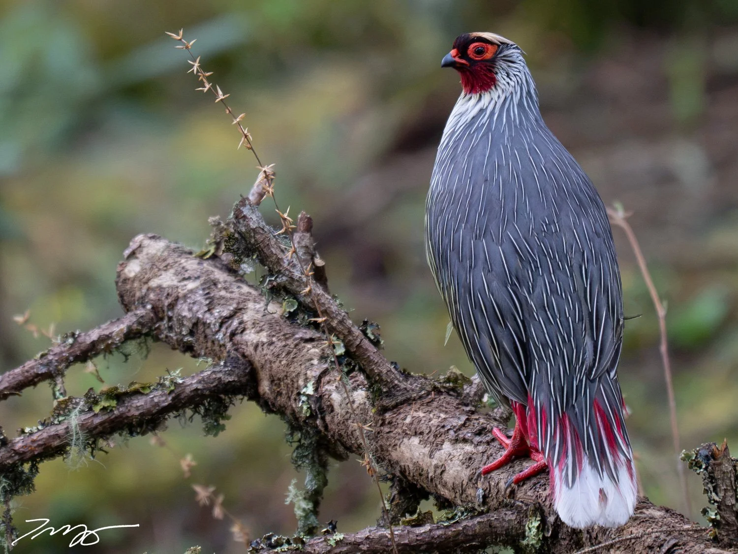 Blood Pheasant
