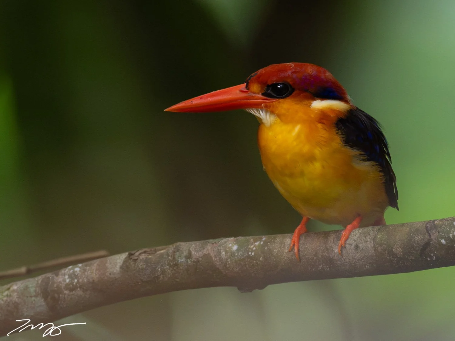 Black-backed Dwarf-Kingfisher