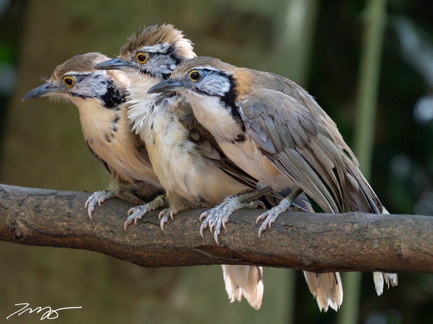 Greater Necklaced Laughingthrush