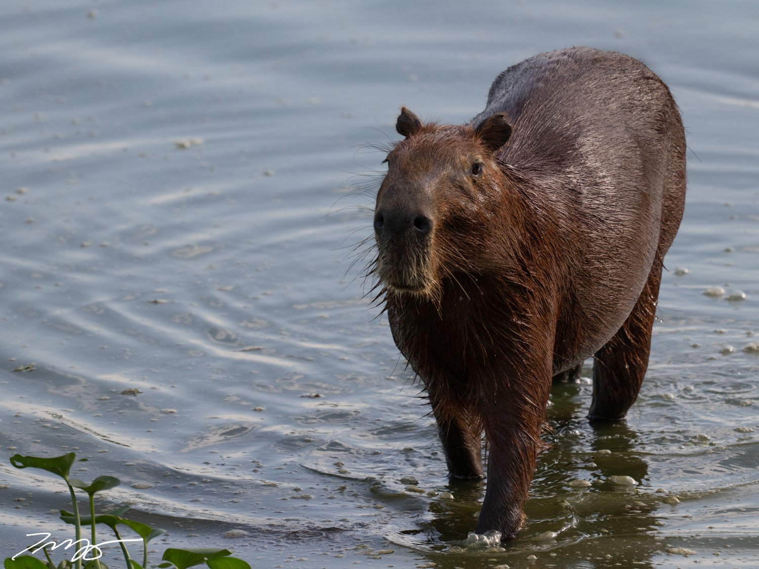 Capybara