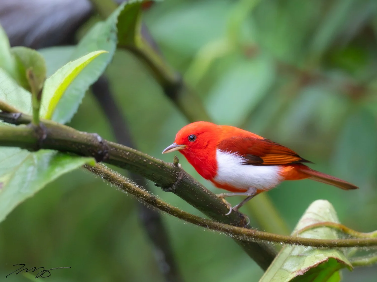 Scarlet-and-white Tanager