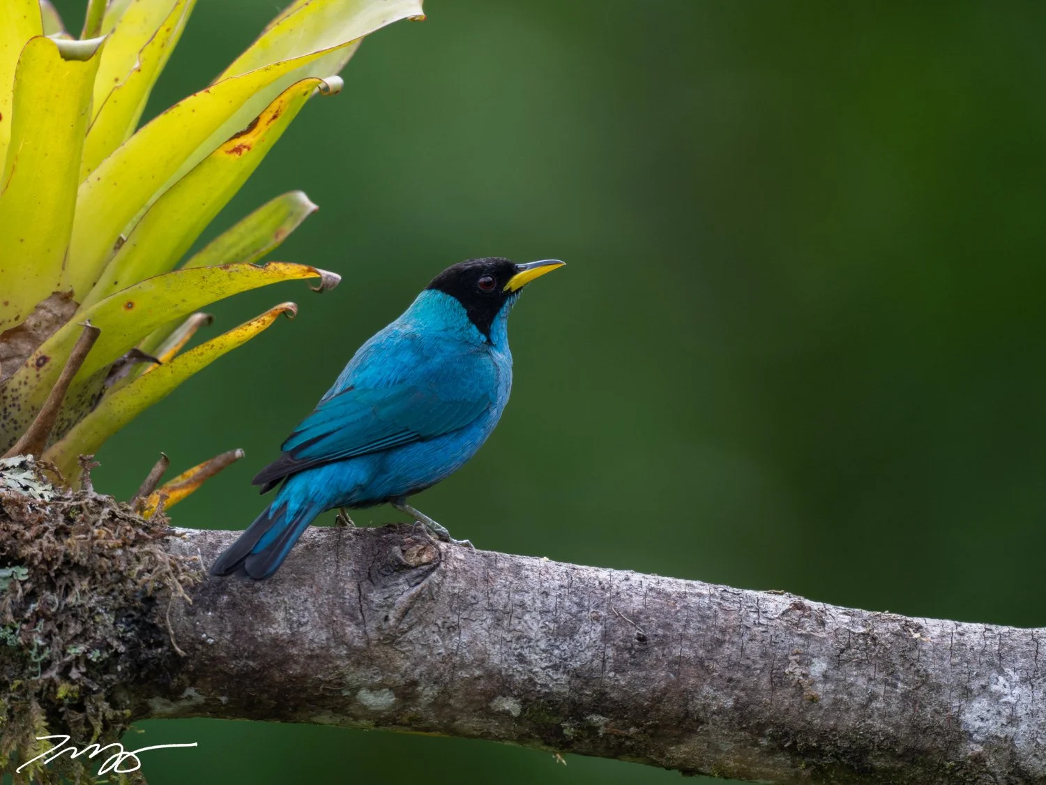 A vibrant blue bird with a black head perched on a tree branch next to yellow-green plant leaves with brown spots, against a blurred green background.