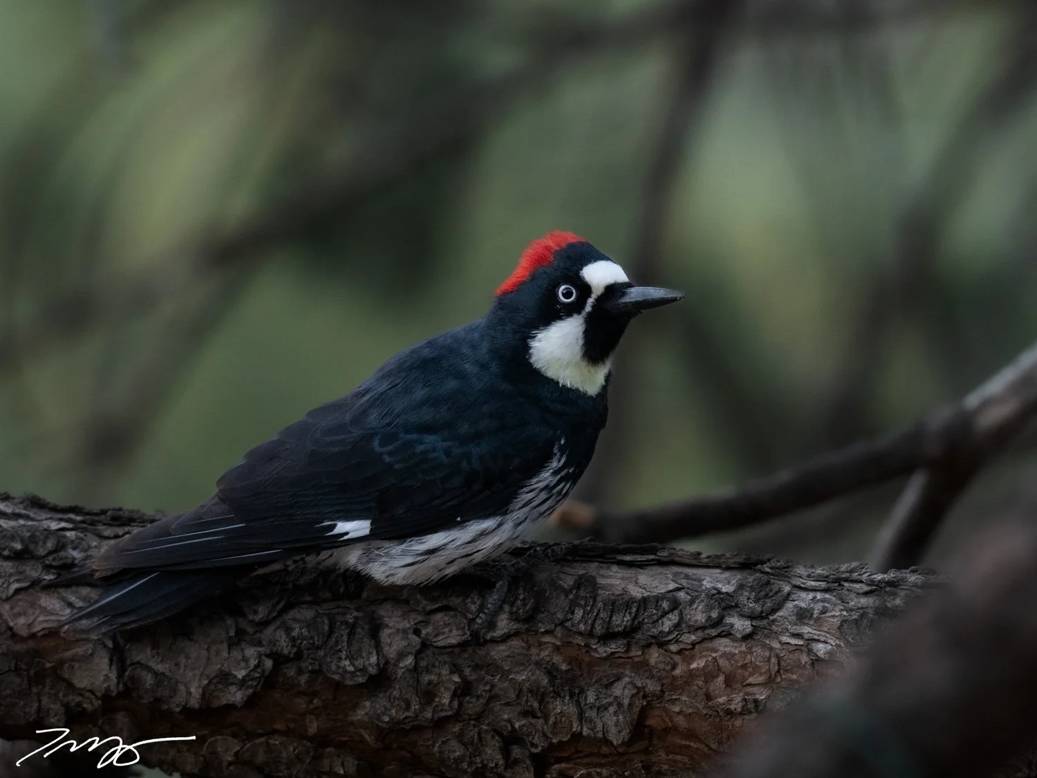 Acorn Woodpecker
