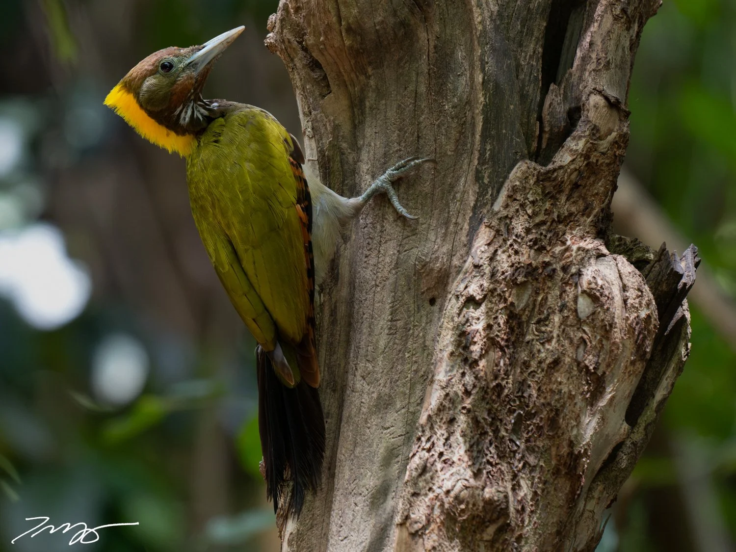 Greater Yellownape