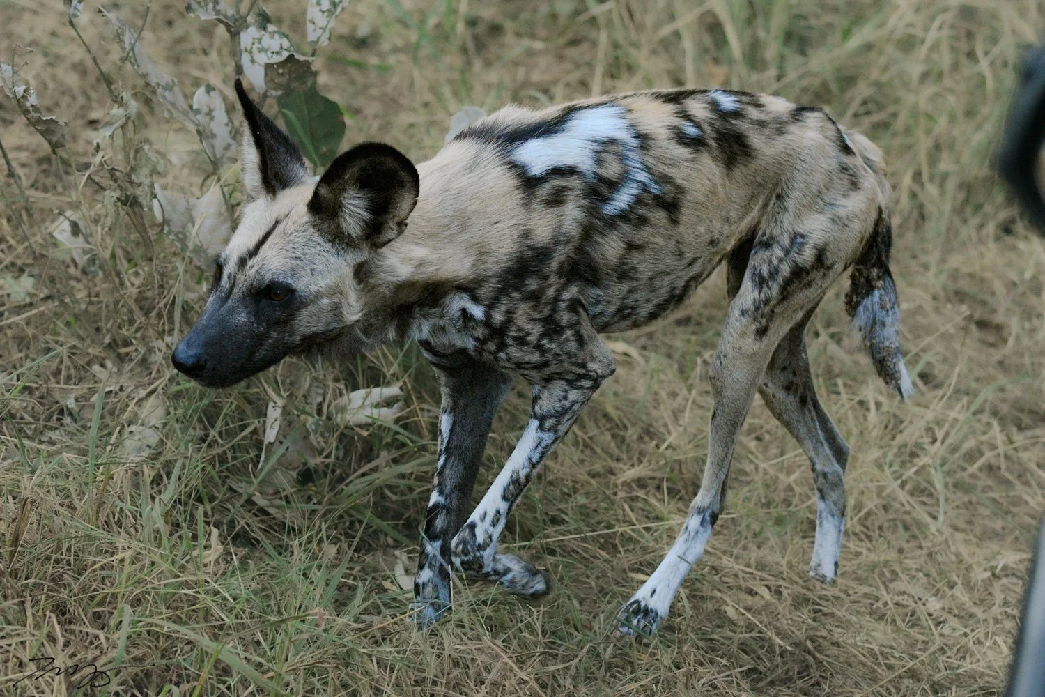 African Wild Dog