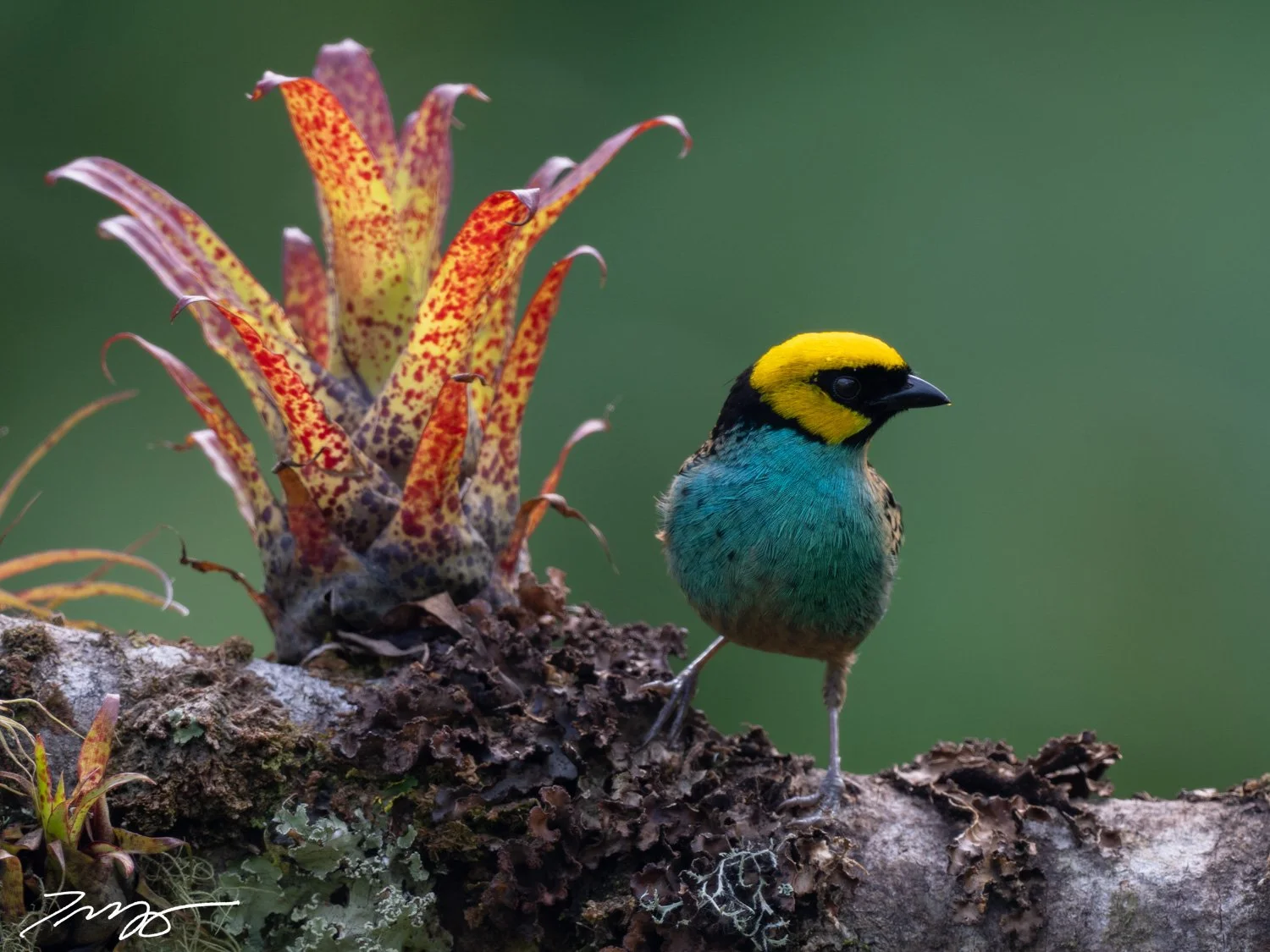 Saffron-crowned Tanager