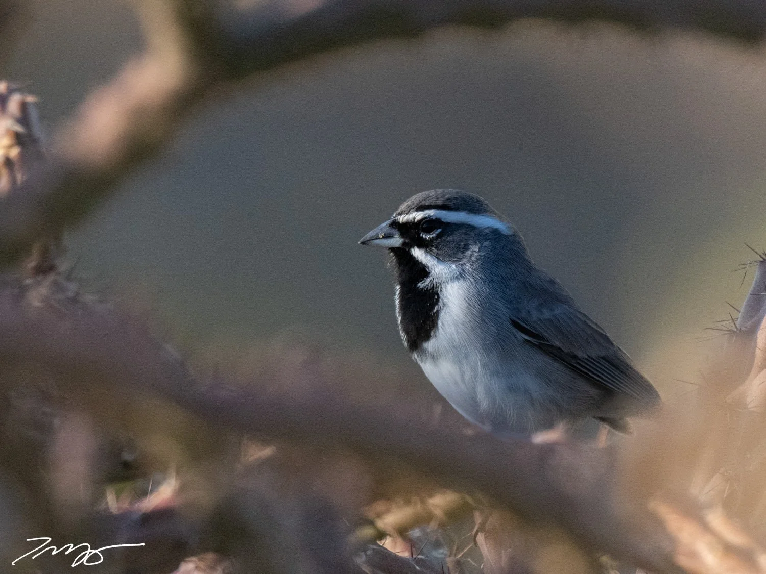 Black-throated Sparrow