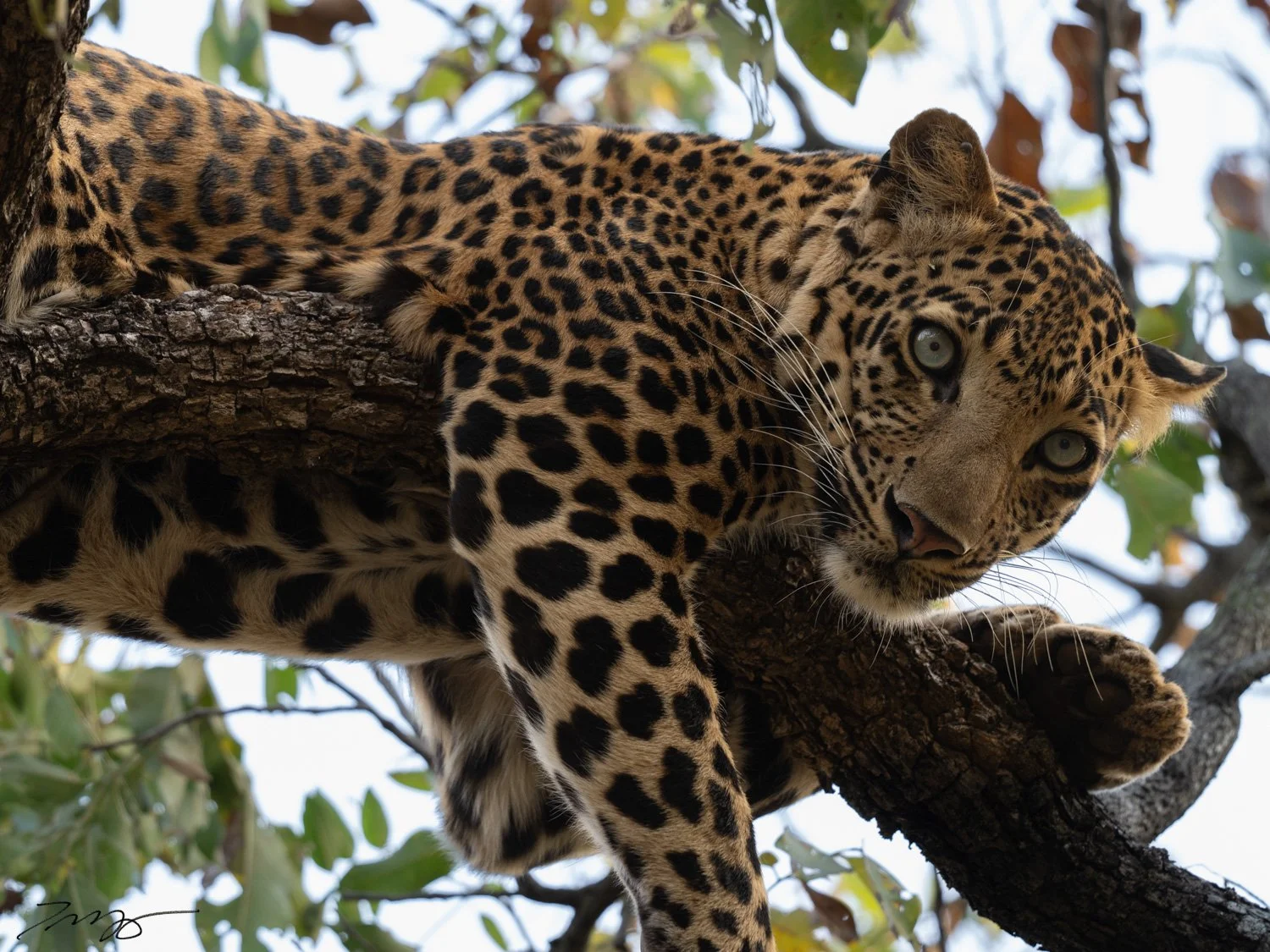 Leopard