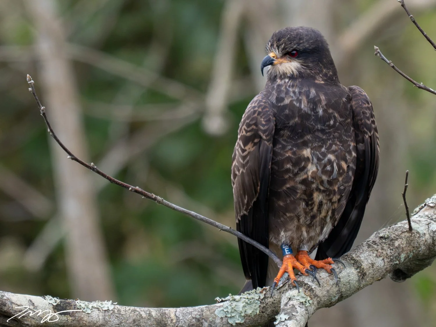 Snail Kite