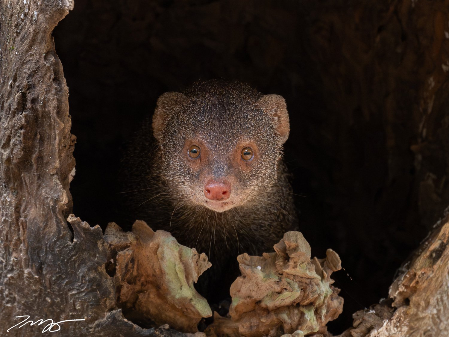 Ruddy Mongoose