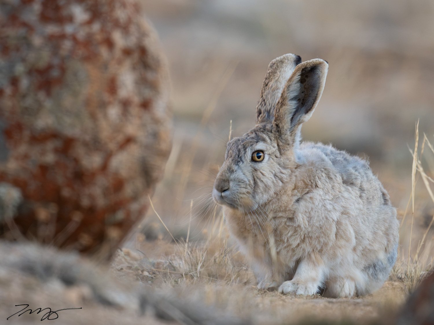 Woolly Hare
