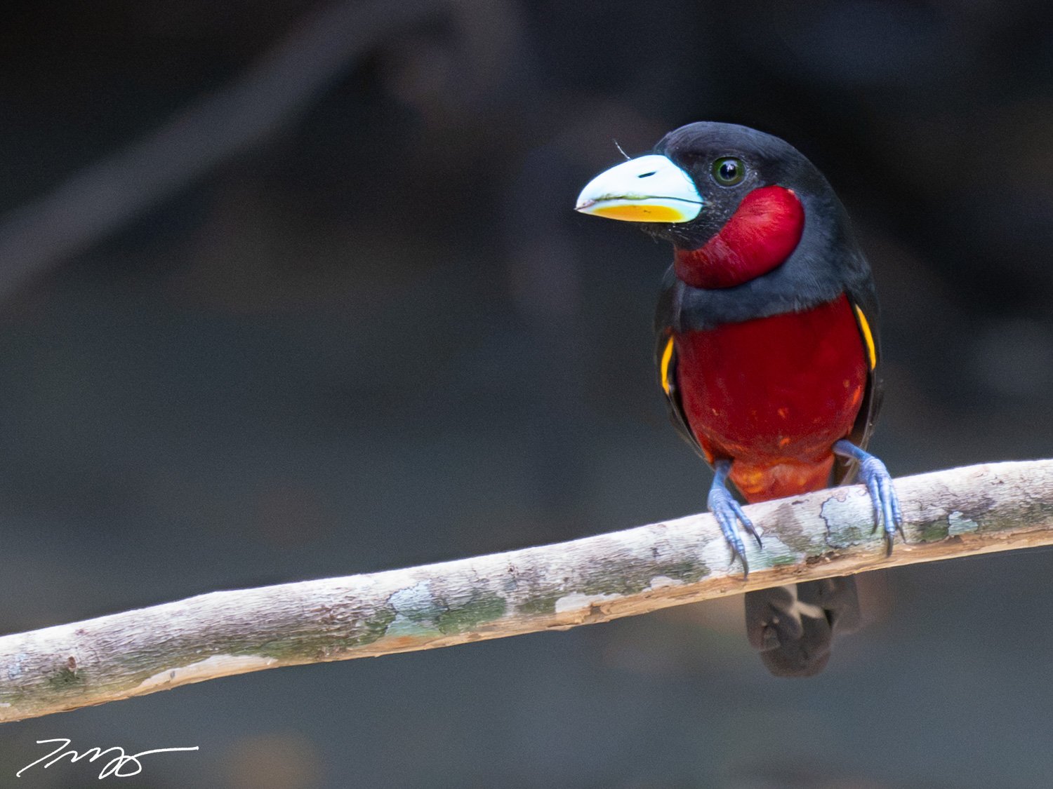 Black-and-red Broadbill