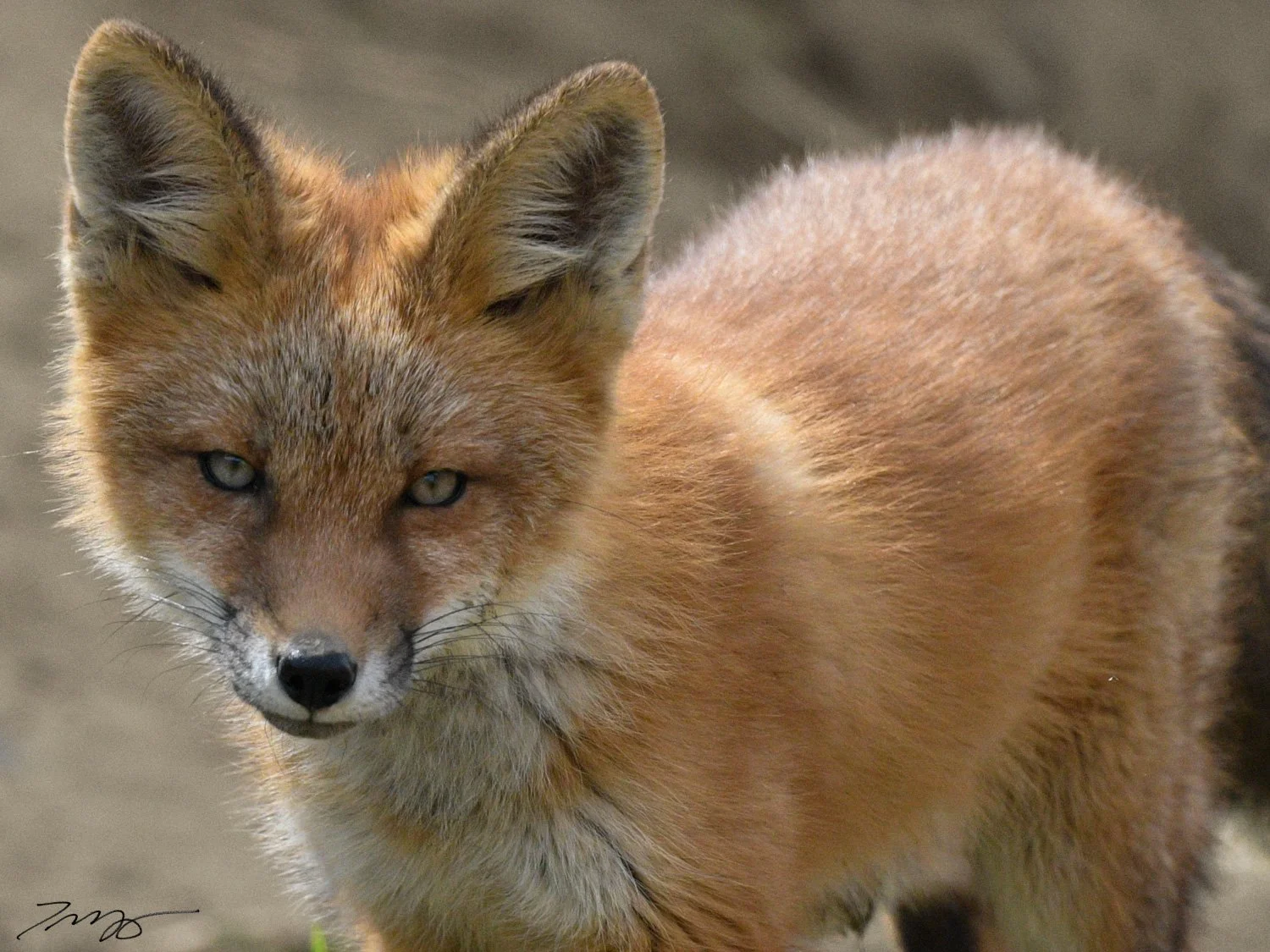Red Fox