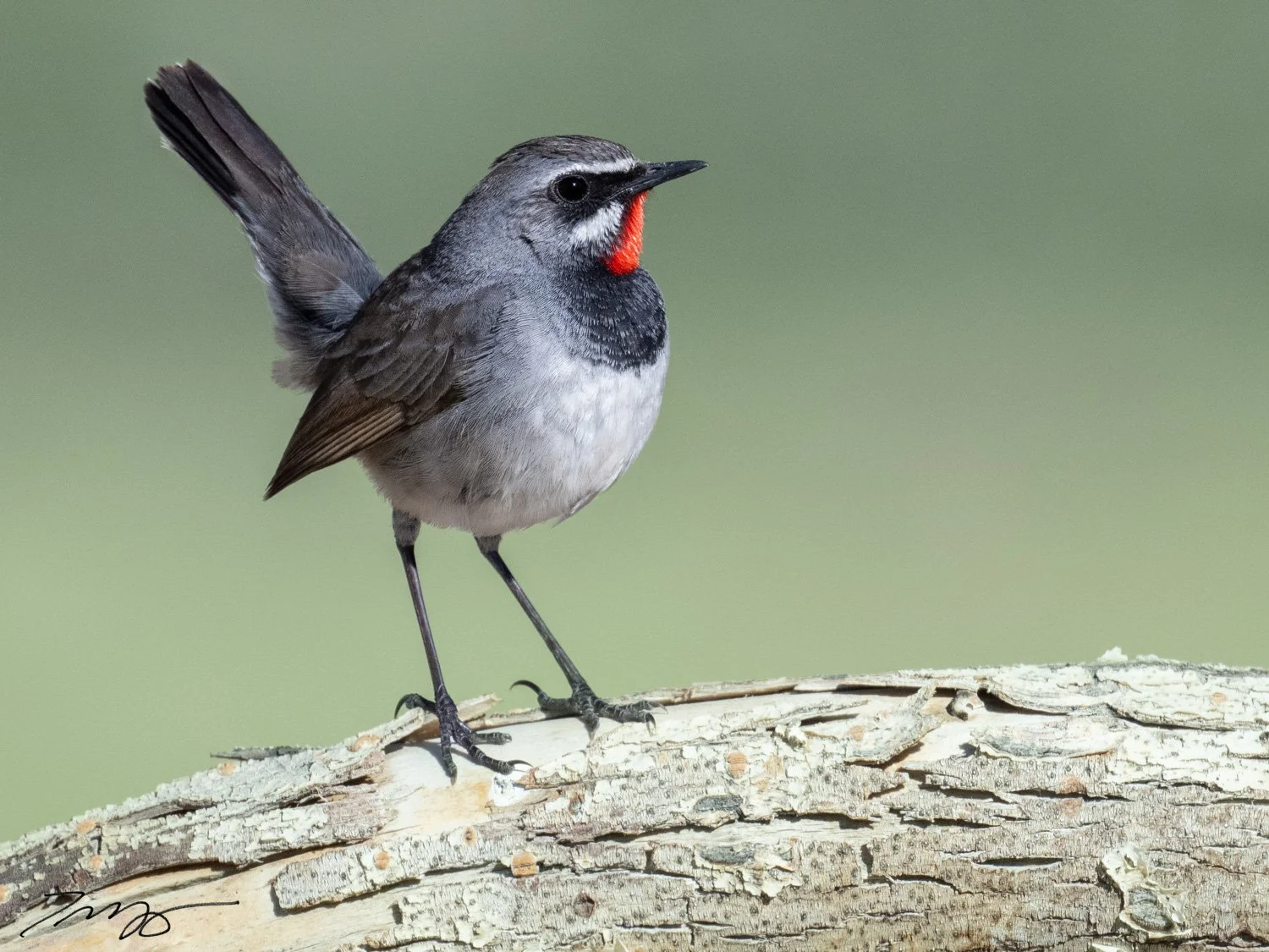 Chinese Rubythroat