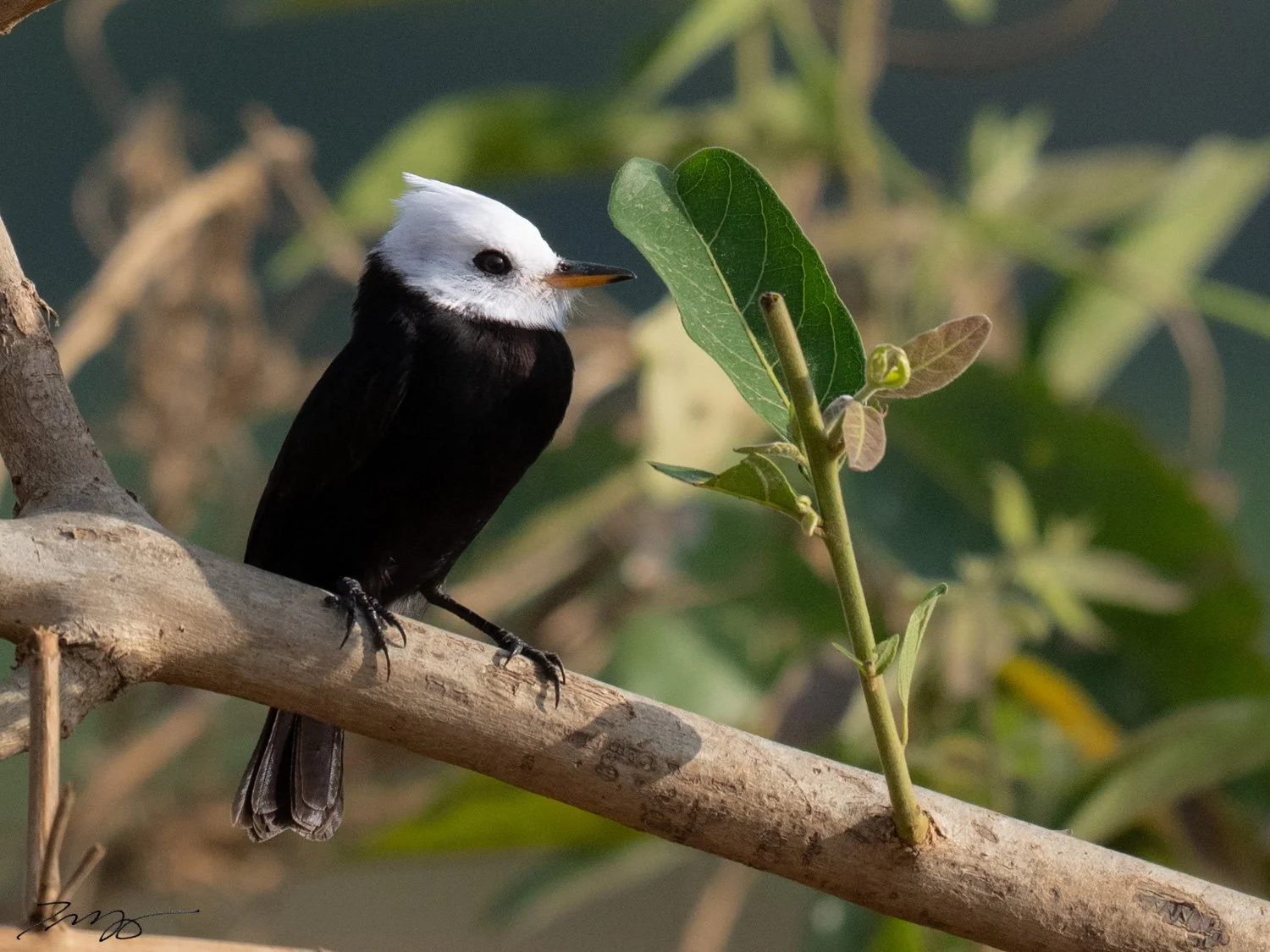 White-headed Marsh Tyrant