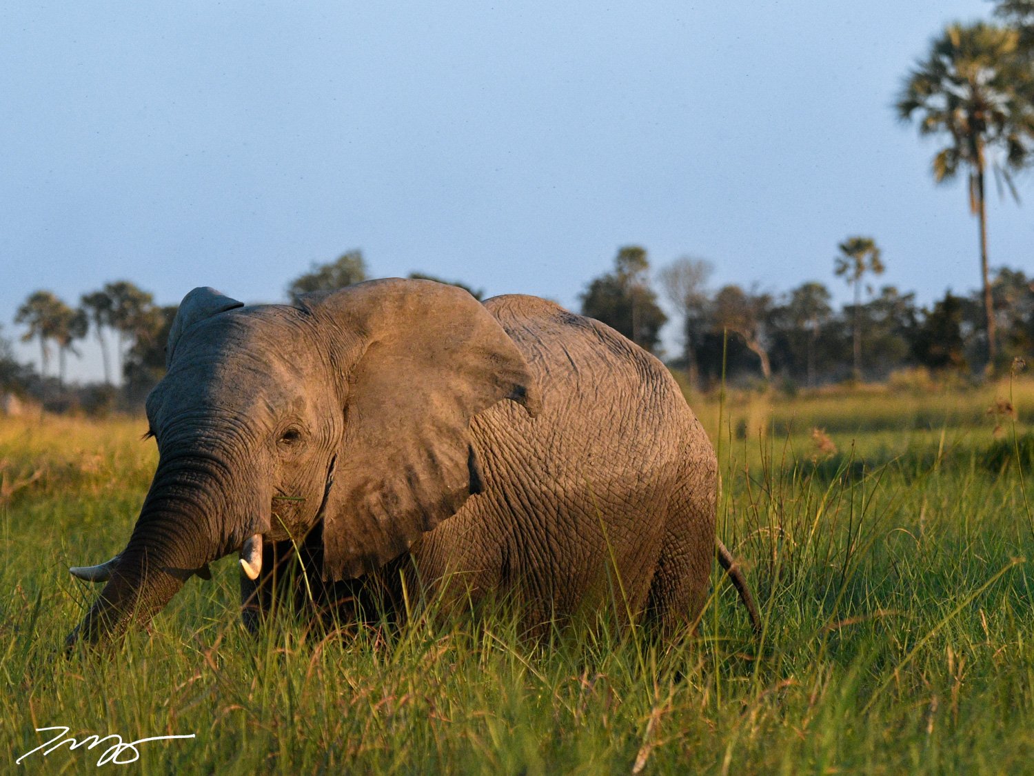 Elephant
