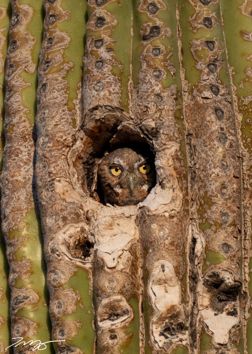 Elf Owl