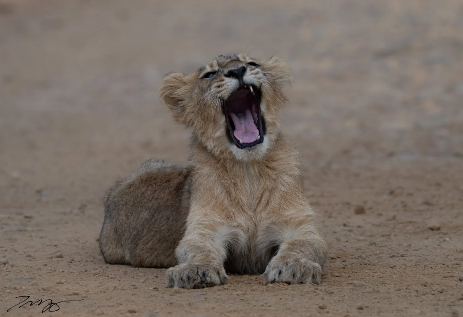 Asiatic Lion