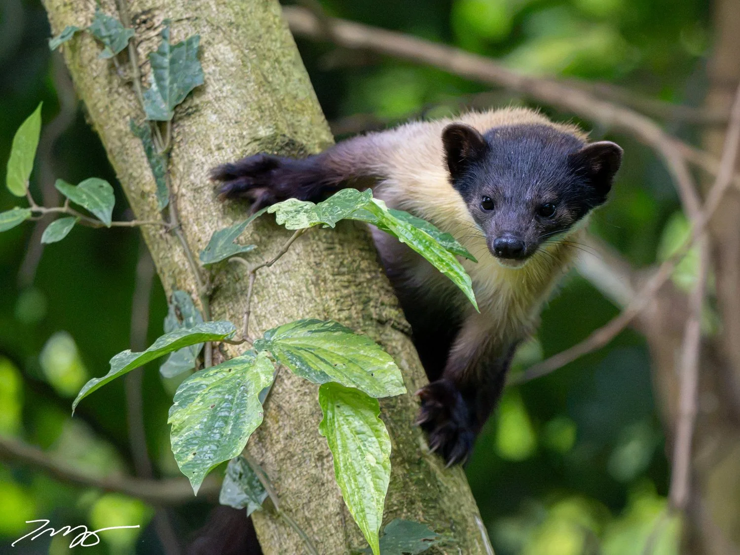 Yellow-throated Marten